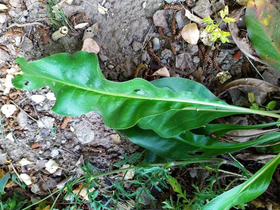 Limonium carolinianum — search result for 'Plumbaginaceae'