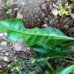 Limonium carolinianum