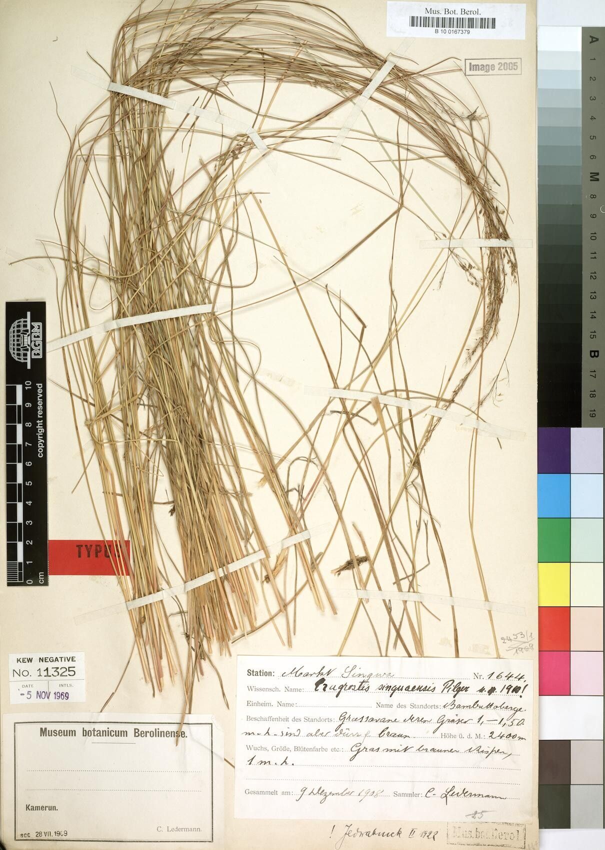 Eragrostis singuaensis — search result for 'Eragrostis'