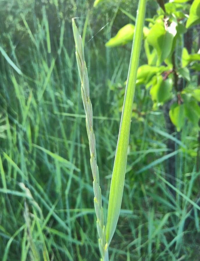 Elymus pungens flower