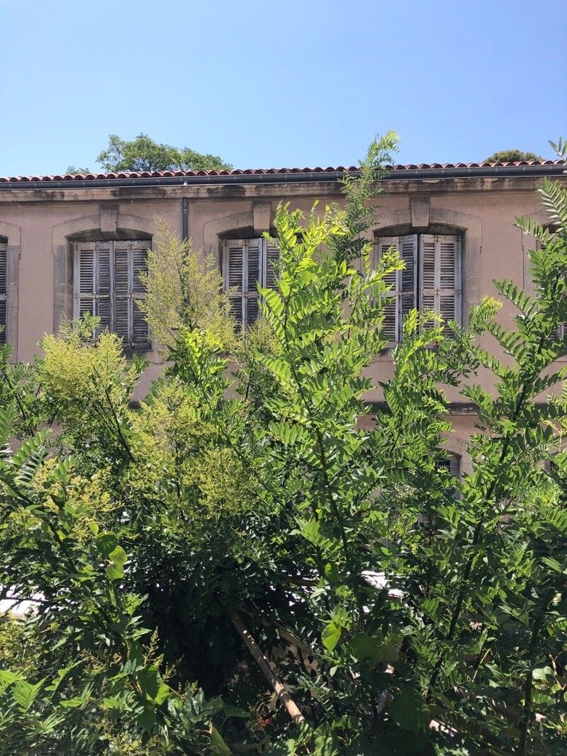 Juglans hindsii leaf