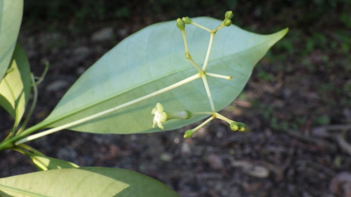 Rauvolfia letouzeyi — related species from the same genus