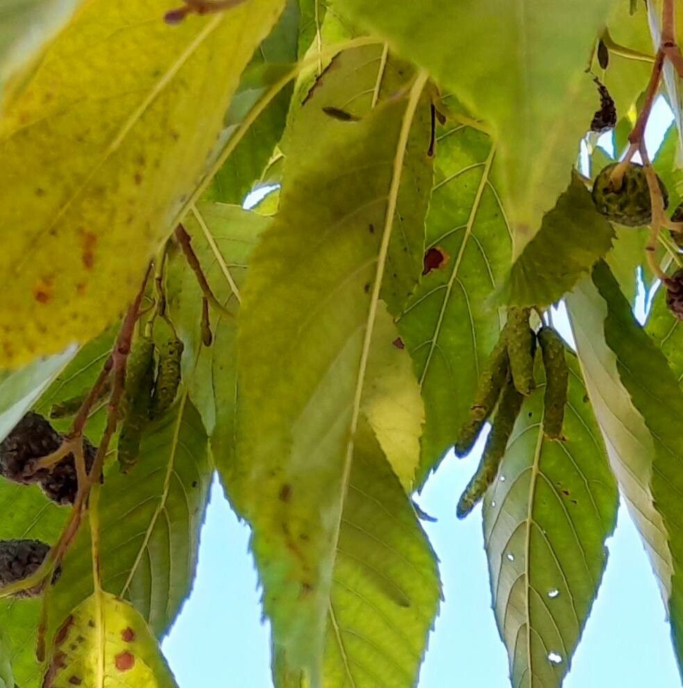 Alnus japonica flower