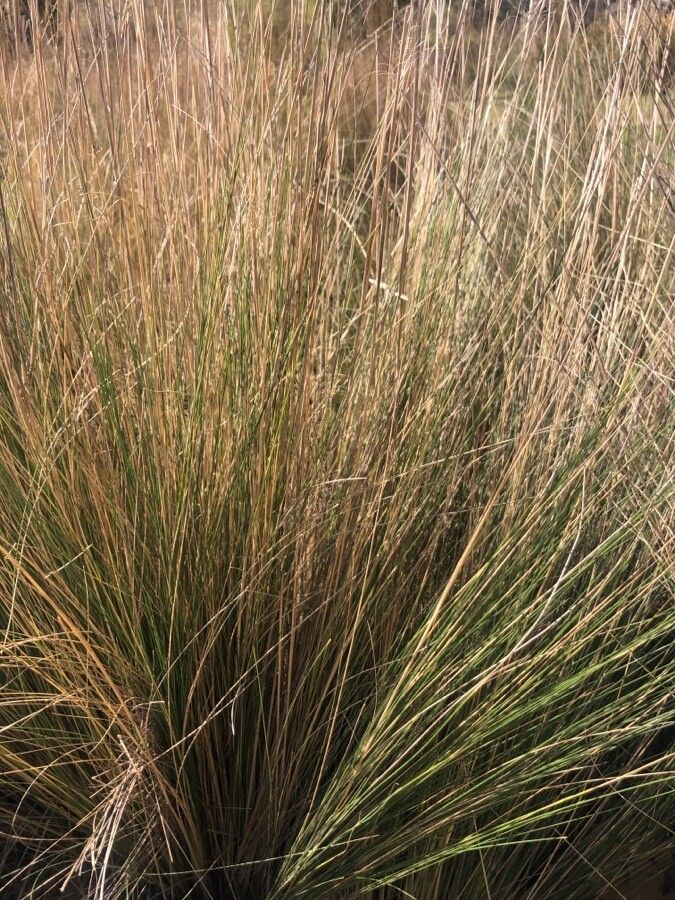 Stipa lessingiana — search result for 'Mongolia'
