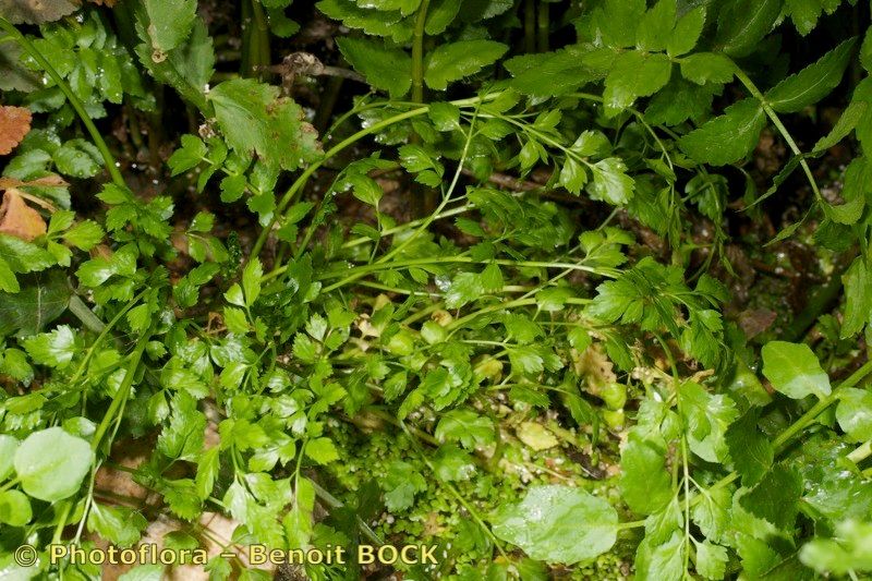 Oenanthe fluviatilis habit