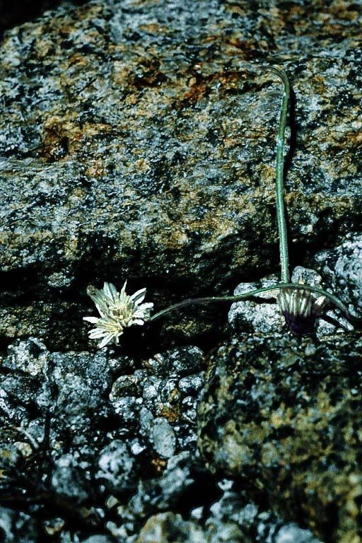 Allium obtusum — search result for 'Allium'