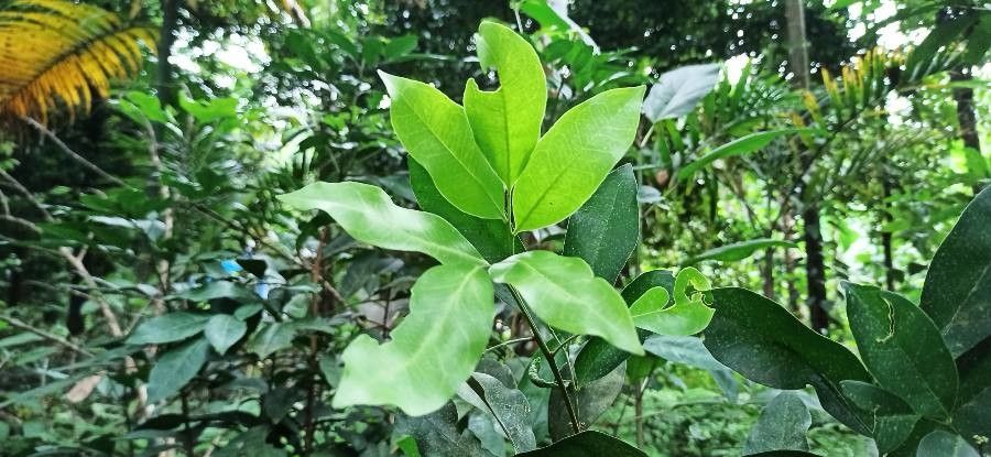 Glycosmis pentaphylla leaf
