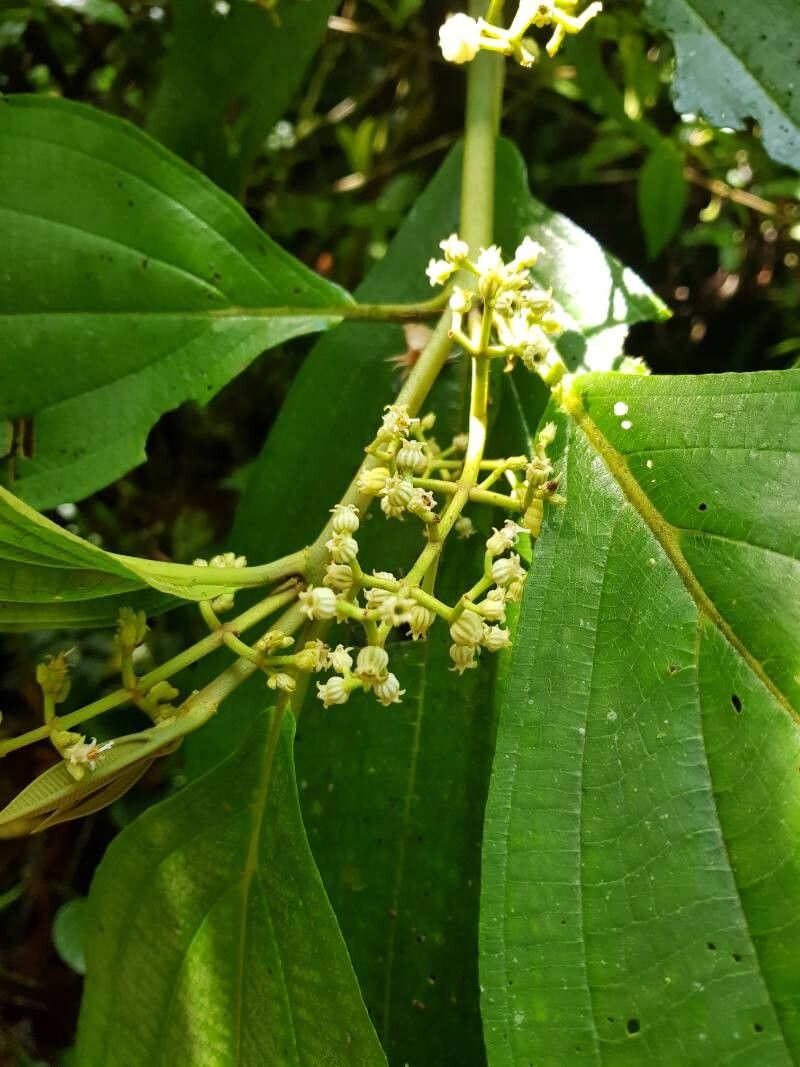Miconia albertobrenesii fruit