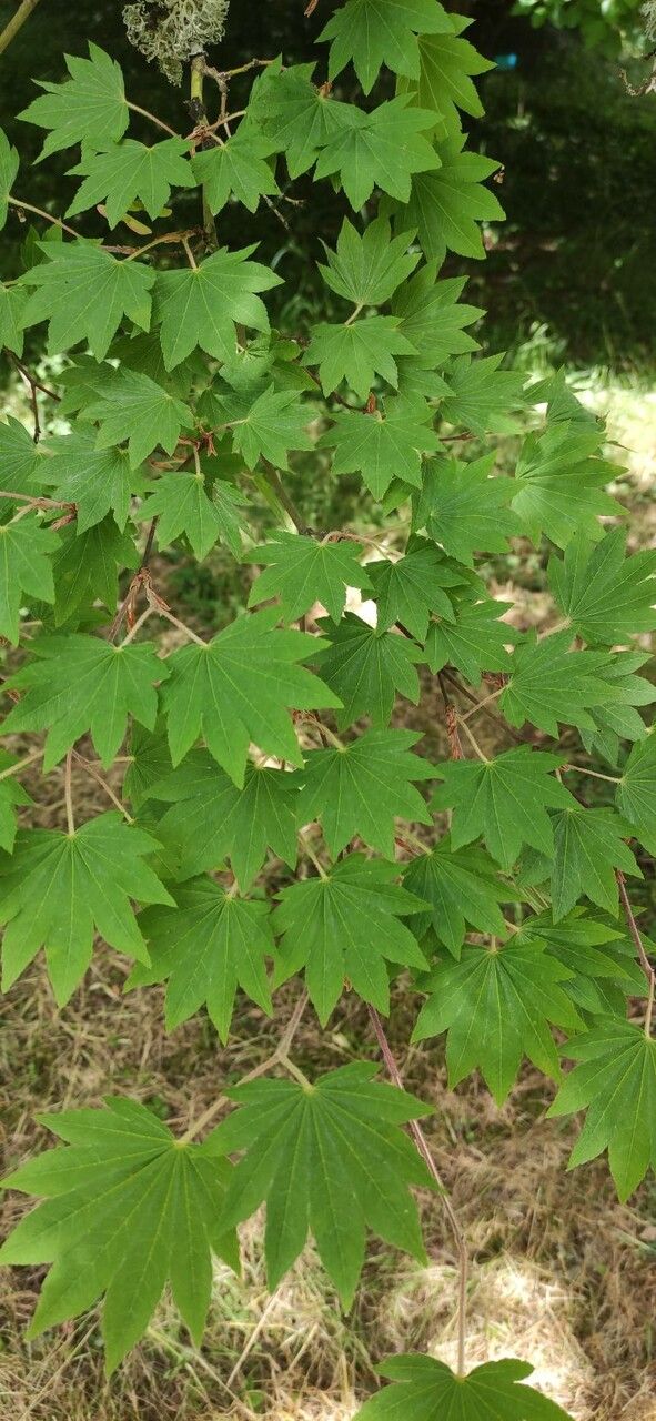 Acer sieboldianum leaf