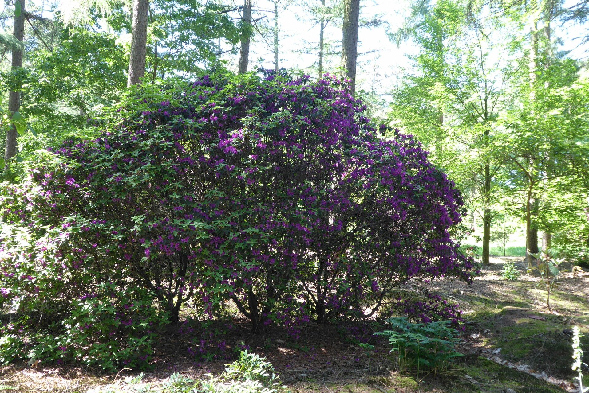 Rhododendron trichanthum habit
