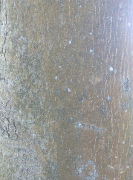 Polyalthia longifolia bark