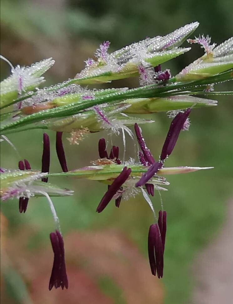Molinia caerulea flower