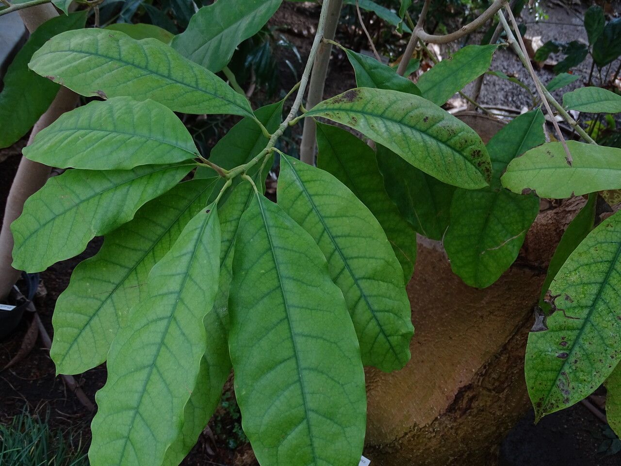 Magnolia garrettii — search result for 'Magnoliaceae'