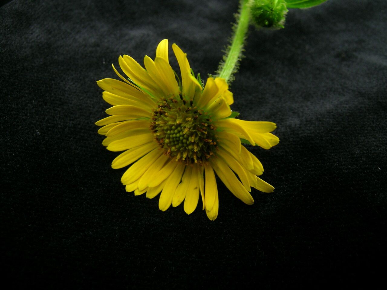 Doronicum kamaonense — search result for 'Doronicum'