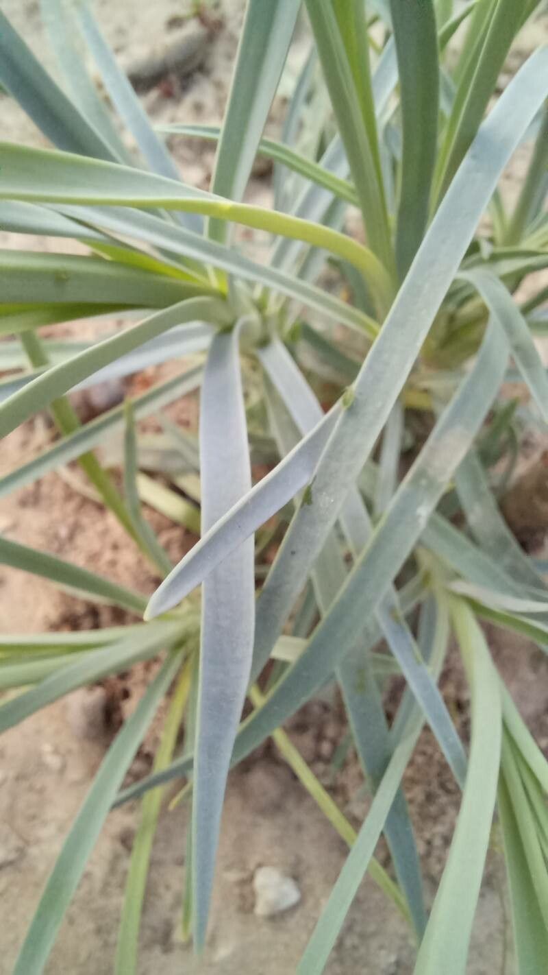 Dianthus arrostoi — houseplant care guide