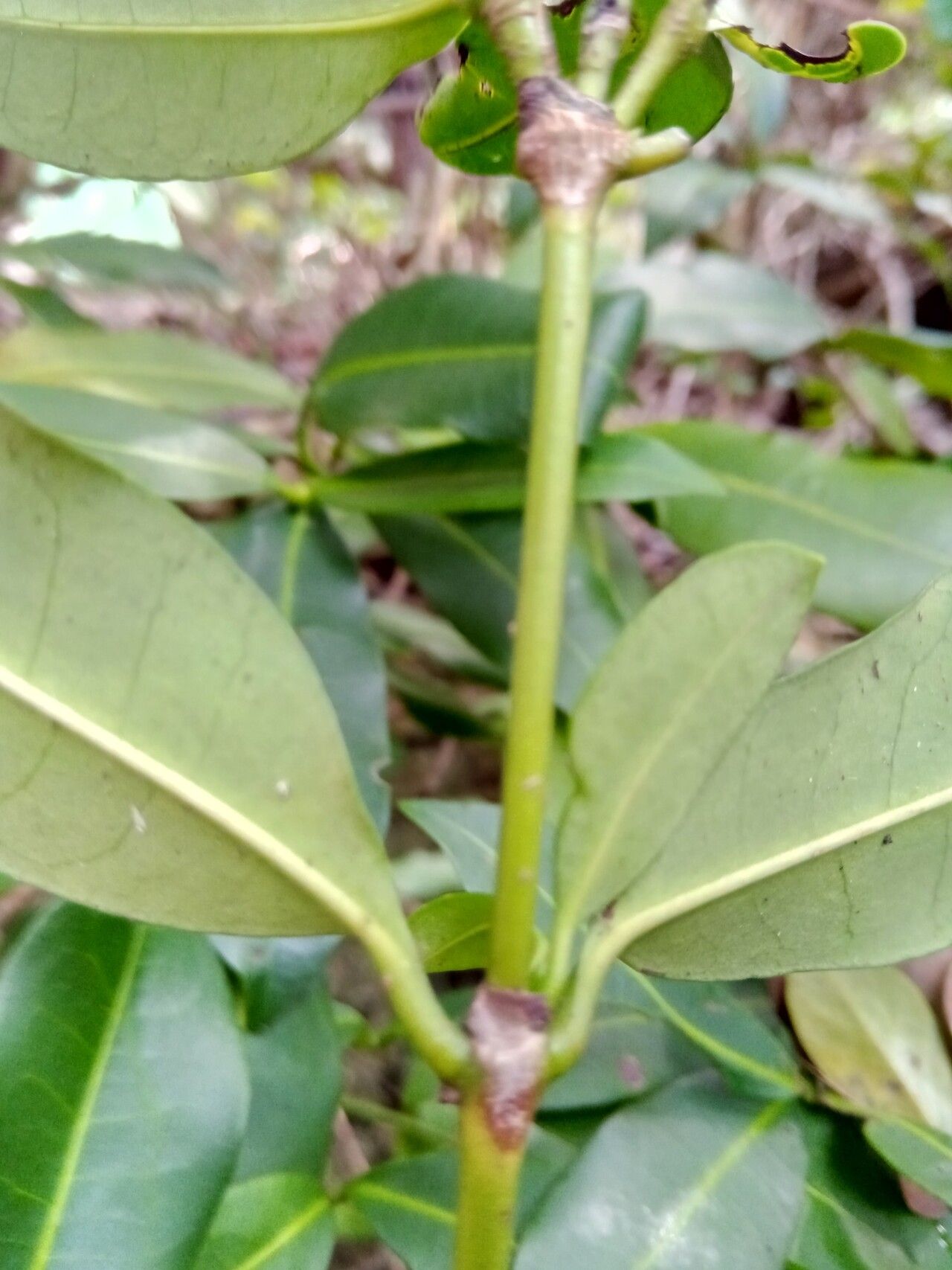 Ixora ripicola bark