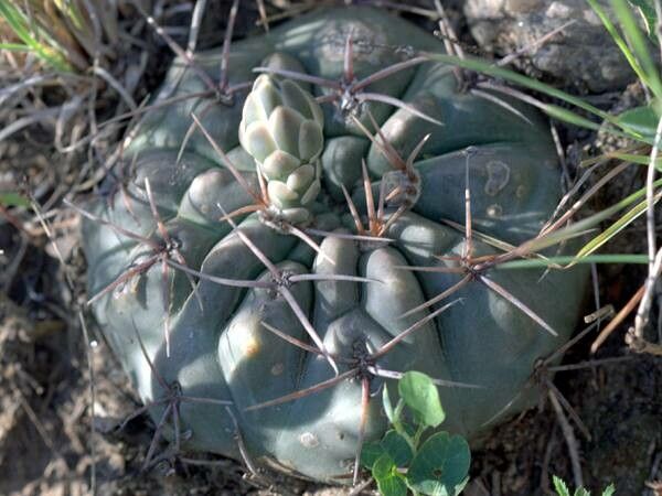 Gymnocalycium fischeri — search result for 'Gymnocalycium'