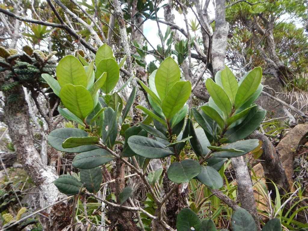 Osmanthus monticola habit