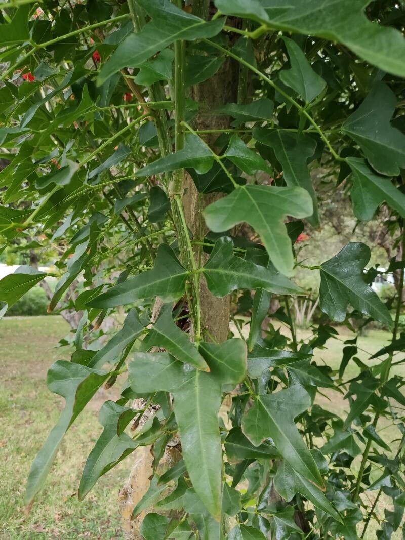 Erythrina humeana leaf