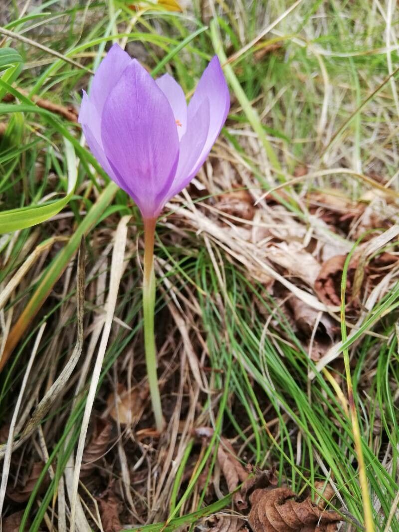 Crocus ligusticus habit