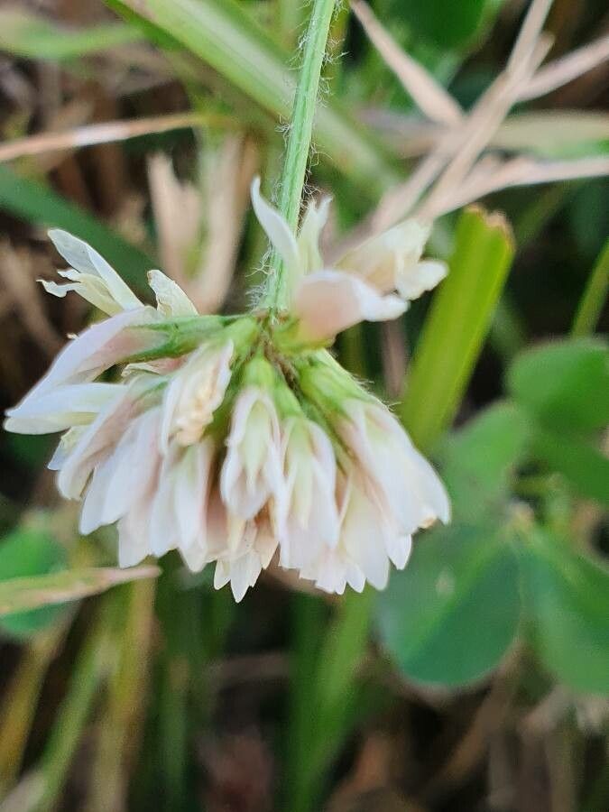 Trifolium semipilosum flower