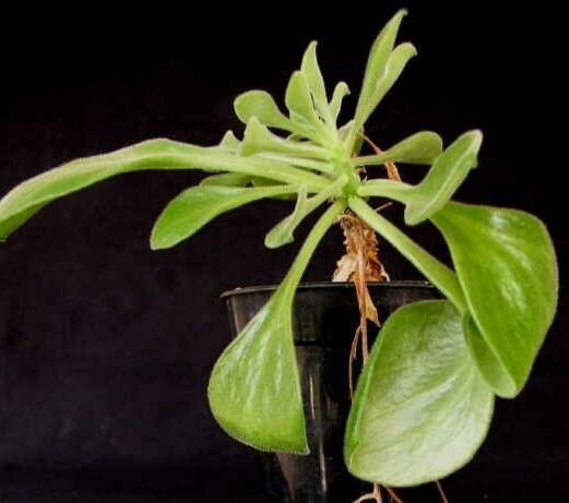 Tylecodon ellaphieae — houseplant care guide