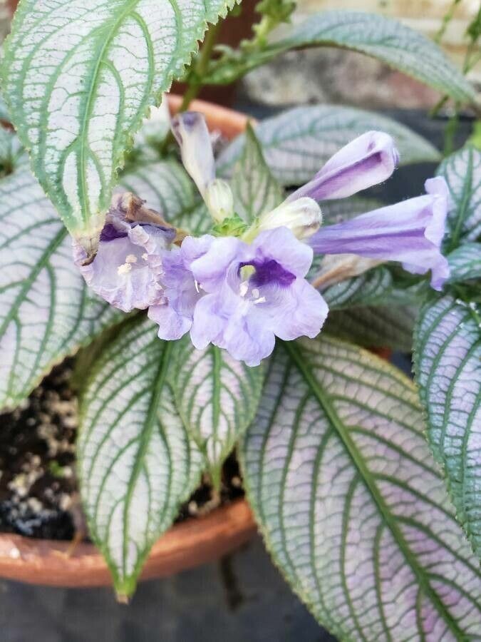 Strobilanthes auriculatus flower