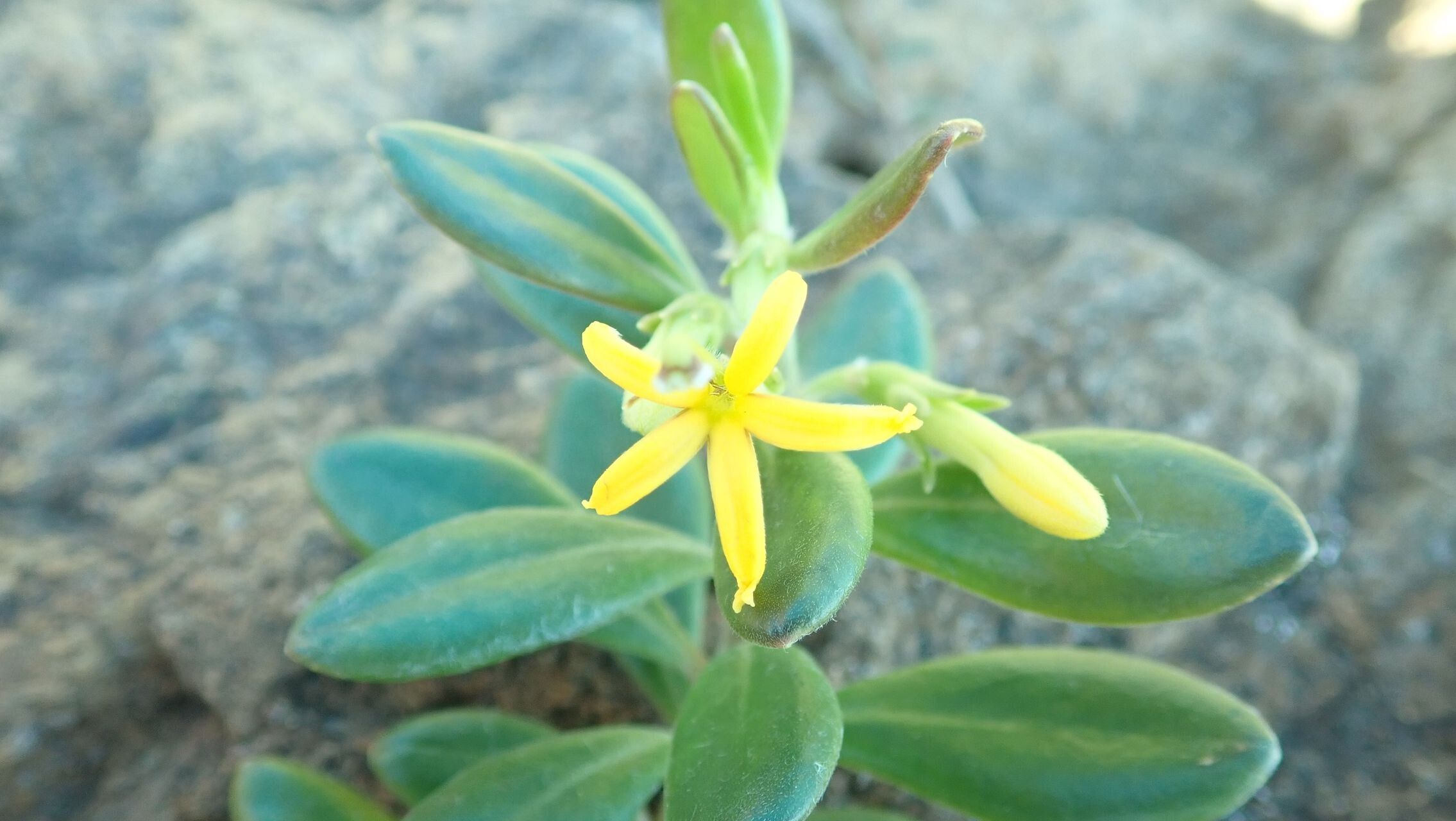 Scaevola barrierei — related species from the same genus