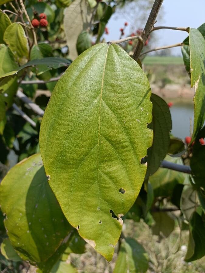 Mallotus philippensis — search result for 'Bhutan'