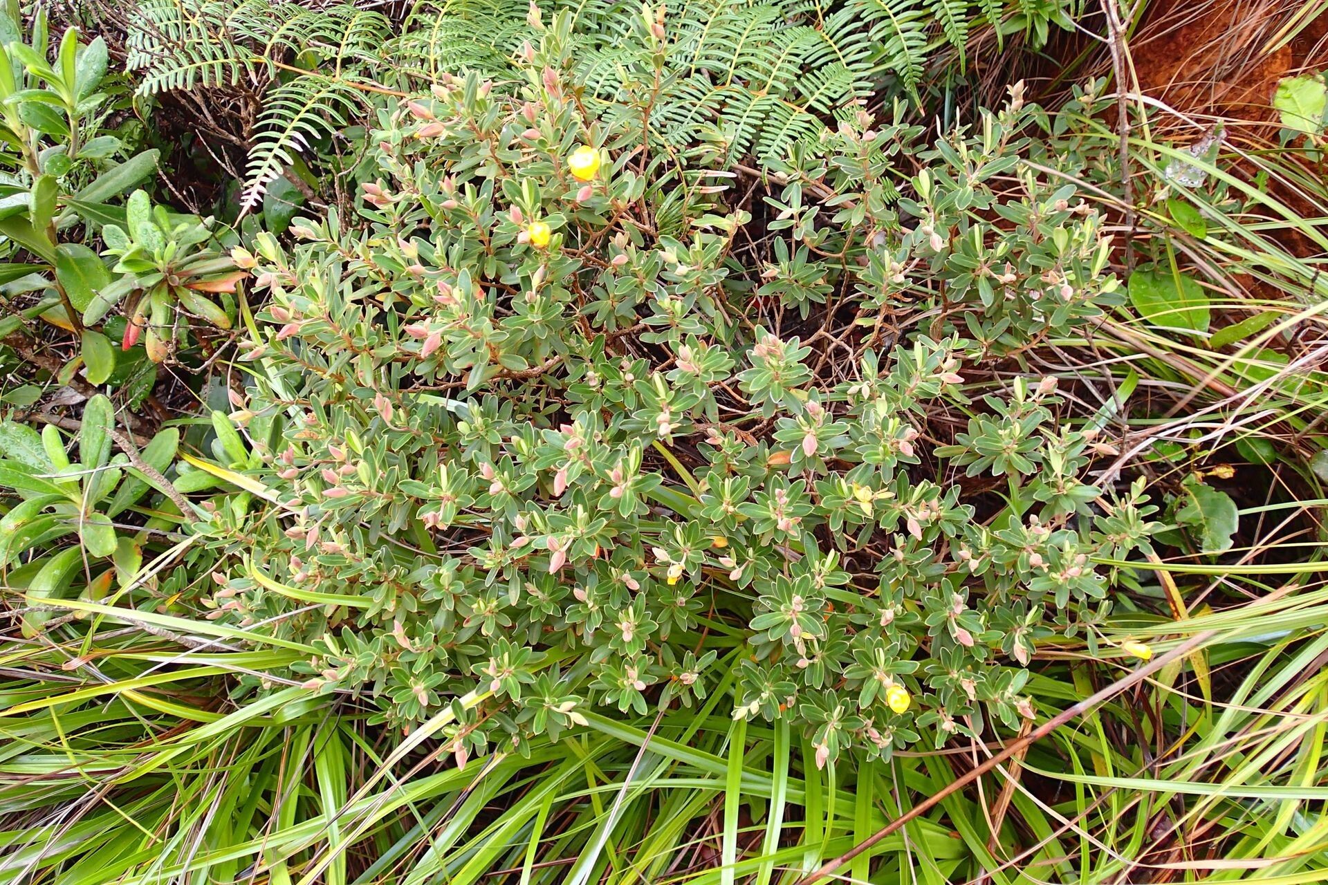 Hibbertia heterotricha habit
