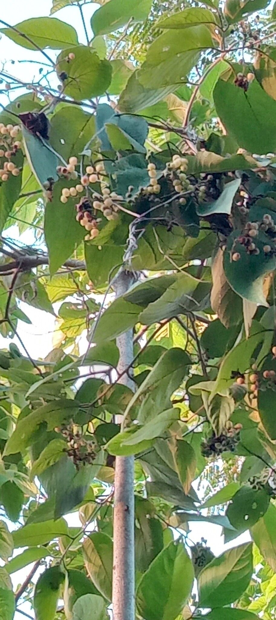 Cordia sellowiana fruit