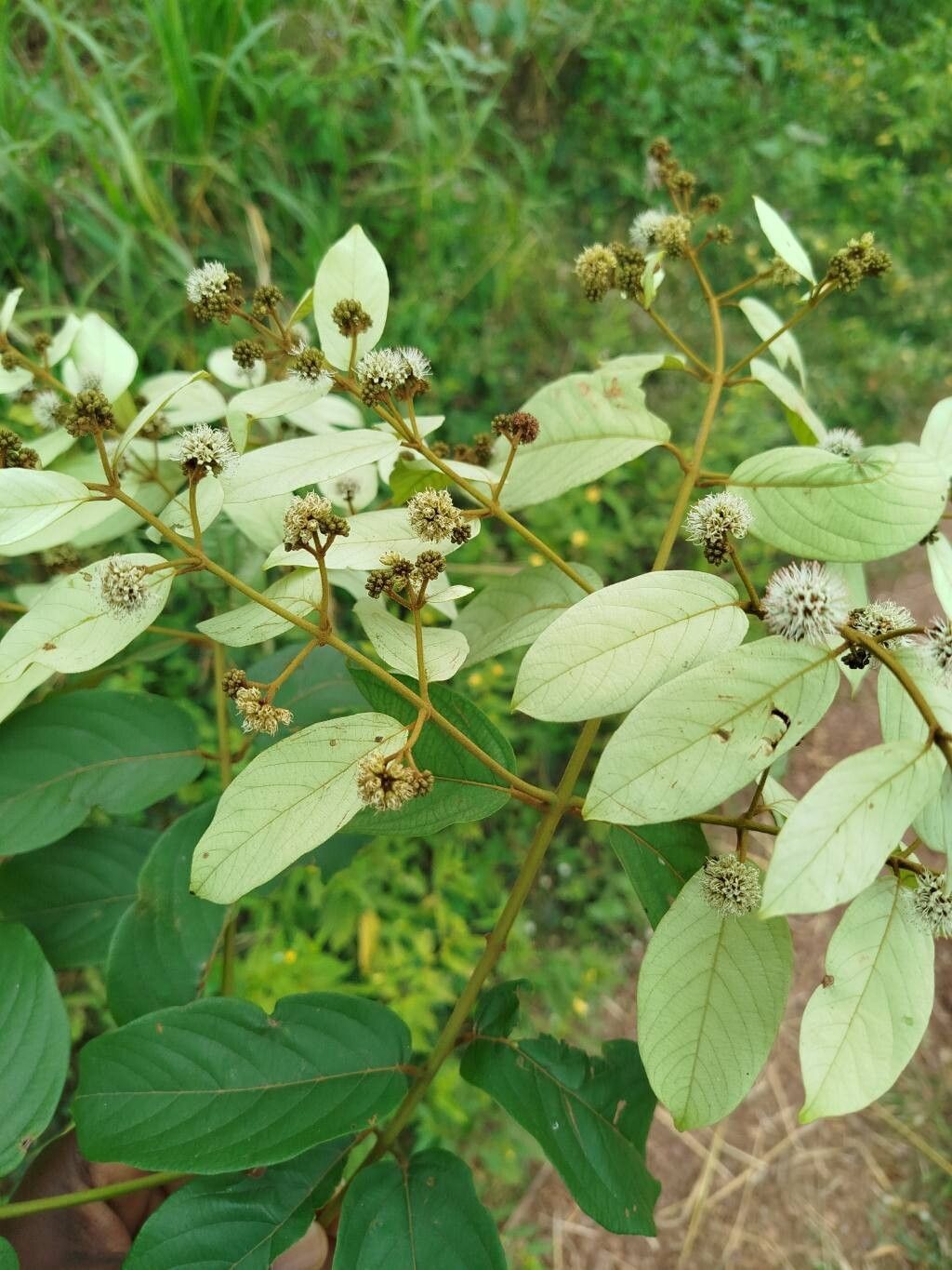 Combretum zenkeri — houseplant care guide