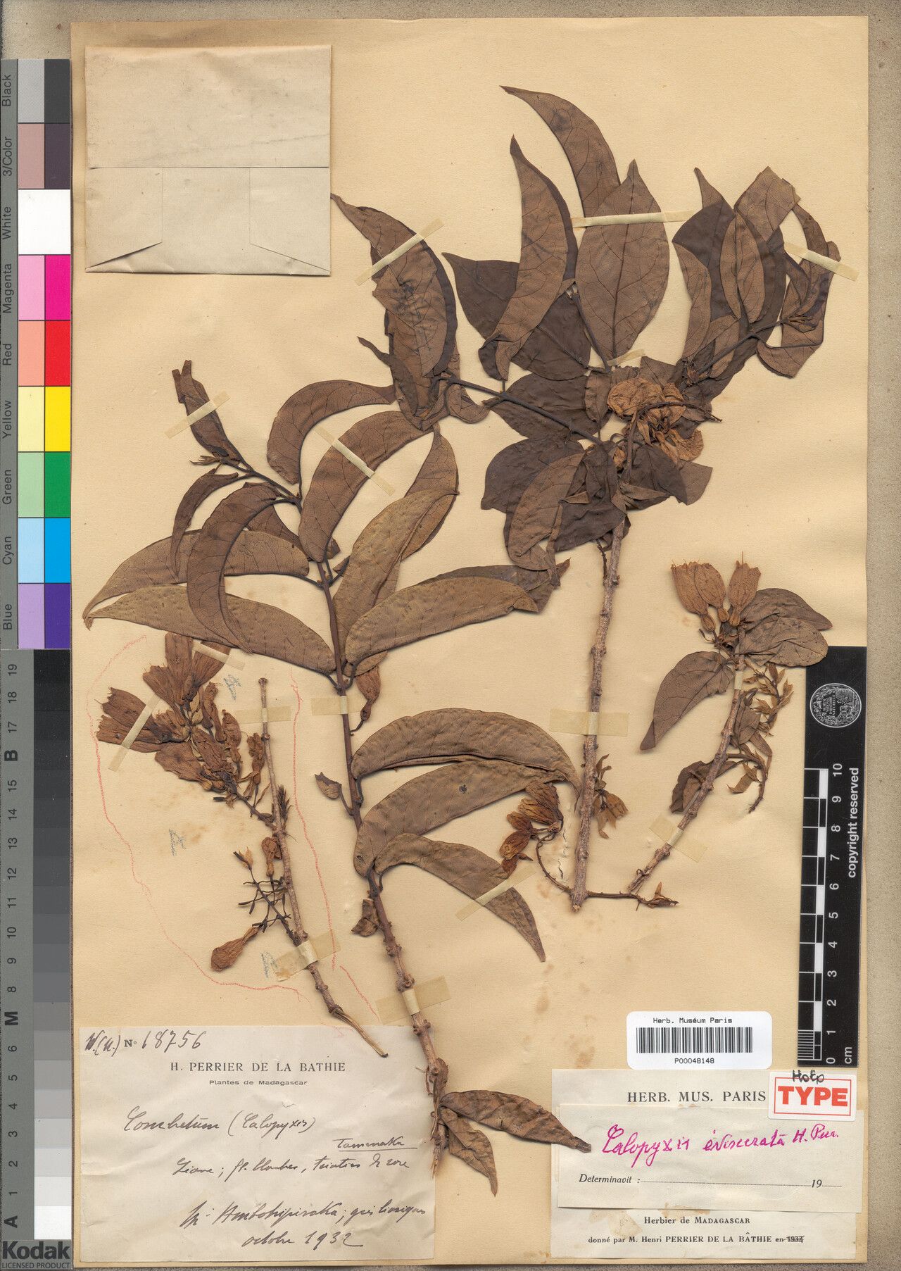 Combretum evisceratum — houseplant care guide