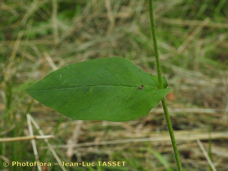 Hieracium jurassicum — houseplant care guide