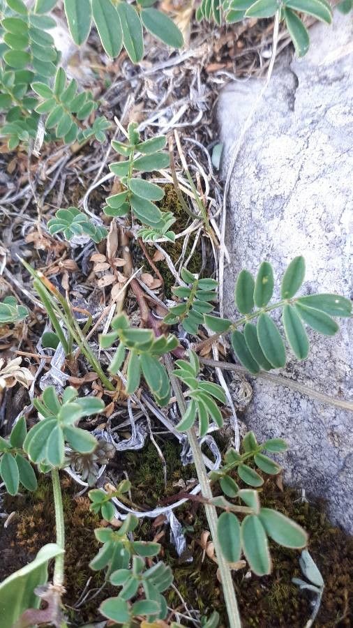 Coronilla coronata — related species from the same genus