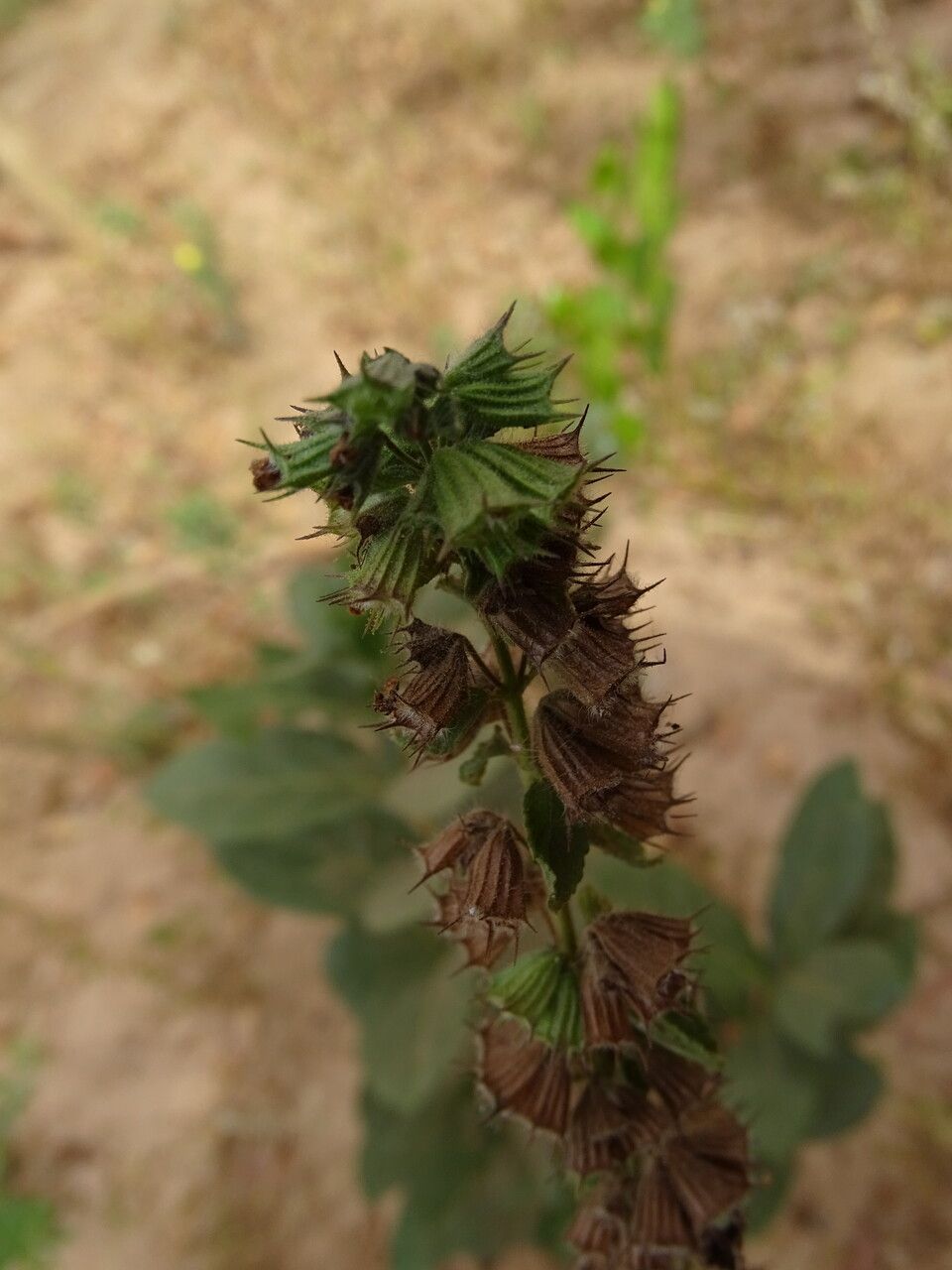 Hyptis suaveolens flower