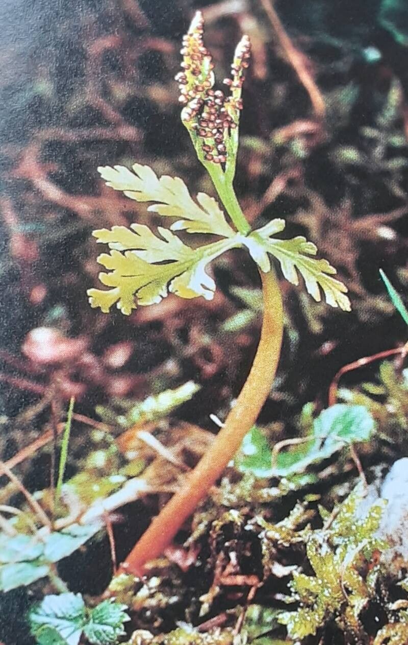 Botrychium lanceolatum — related species from the same genus