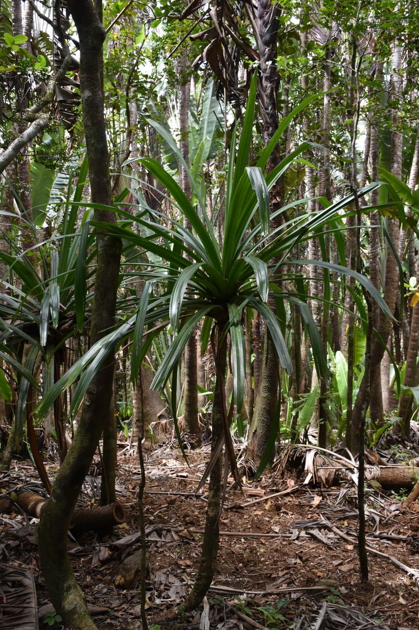 Pandanus iceryi habit