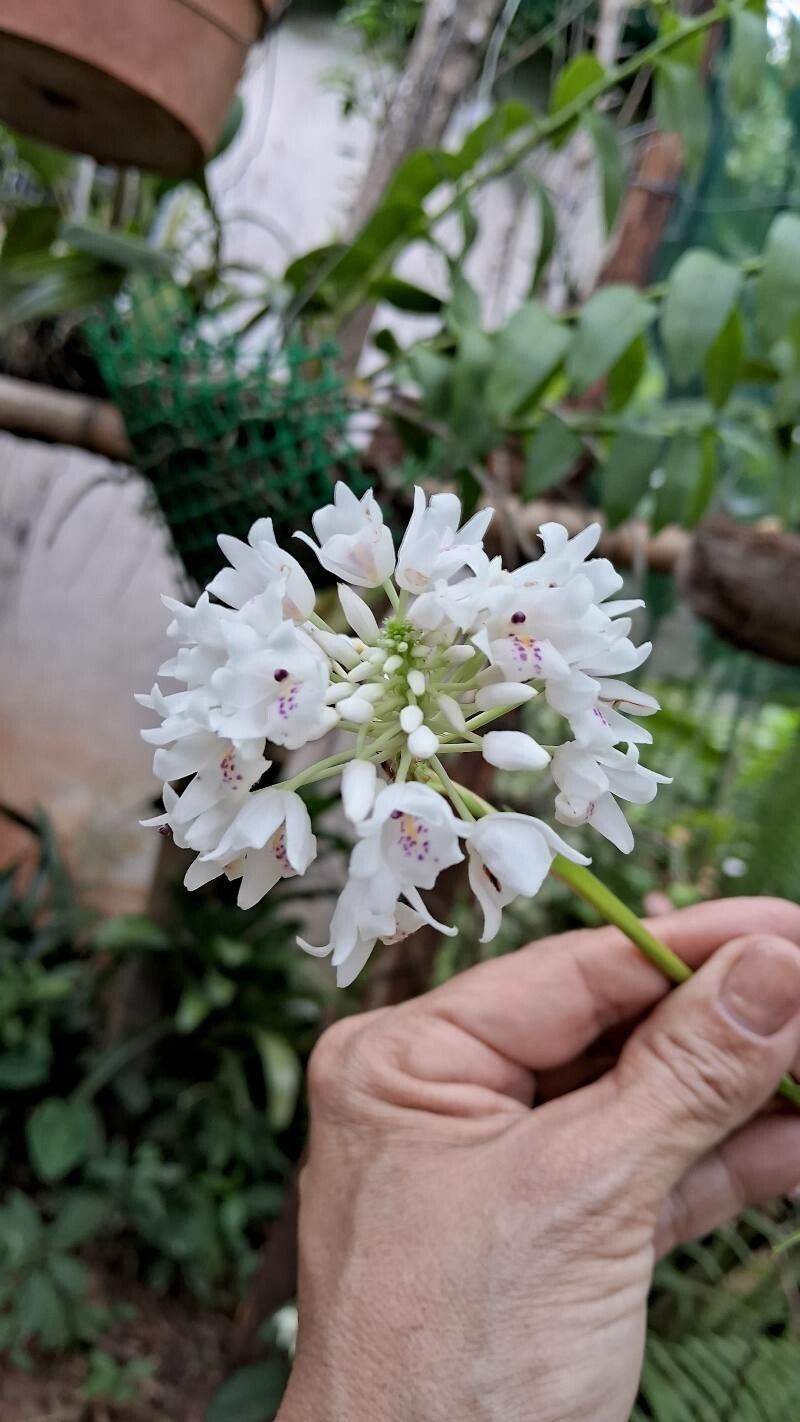 Polystachya neobenthamia flower