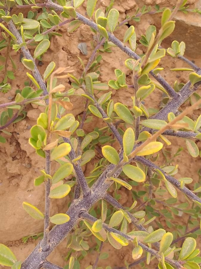 Maerua crassifolia — search result for 'Egypt'