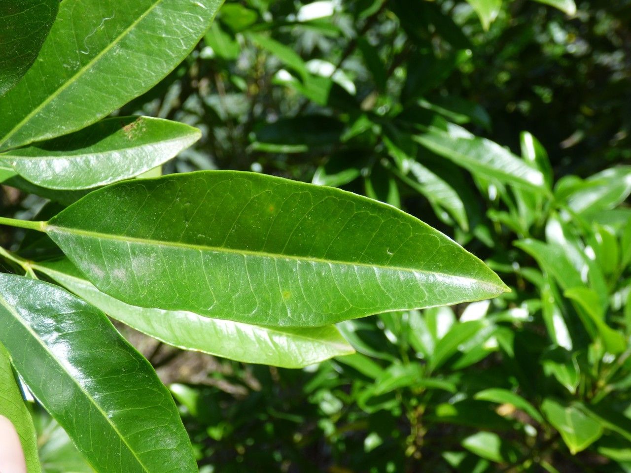Melicope obscura leaf