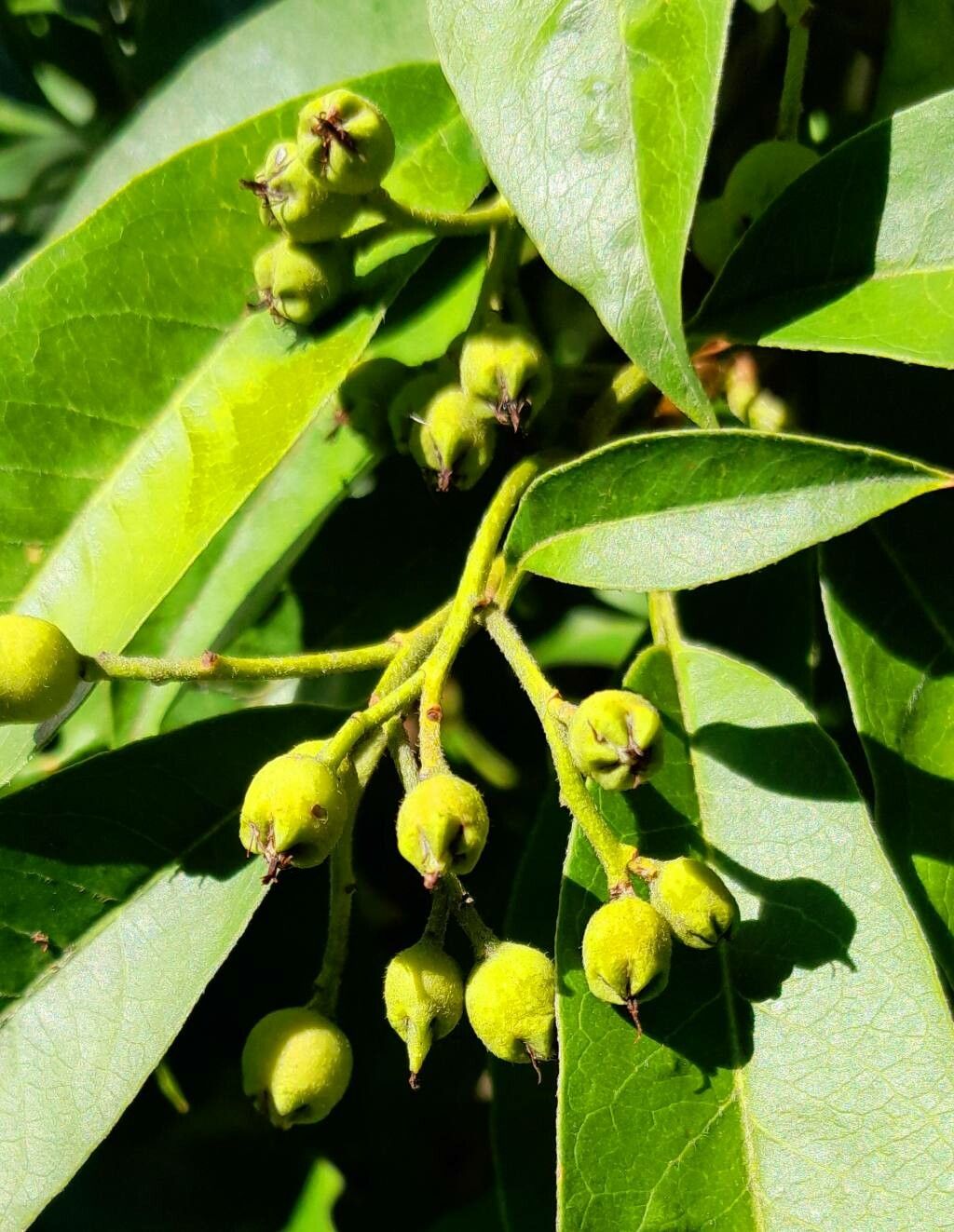 Photinia davidiana fruit