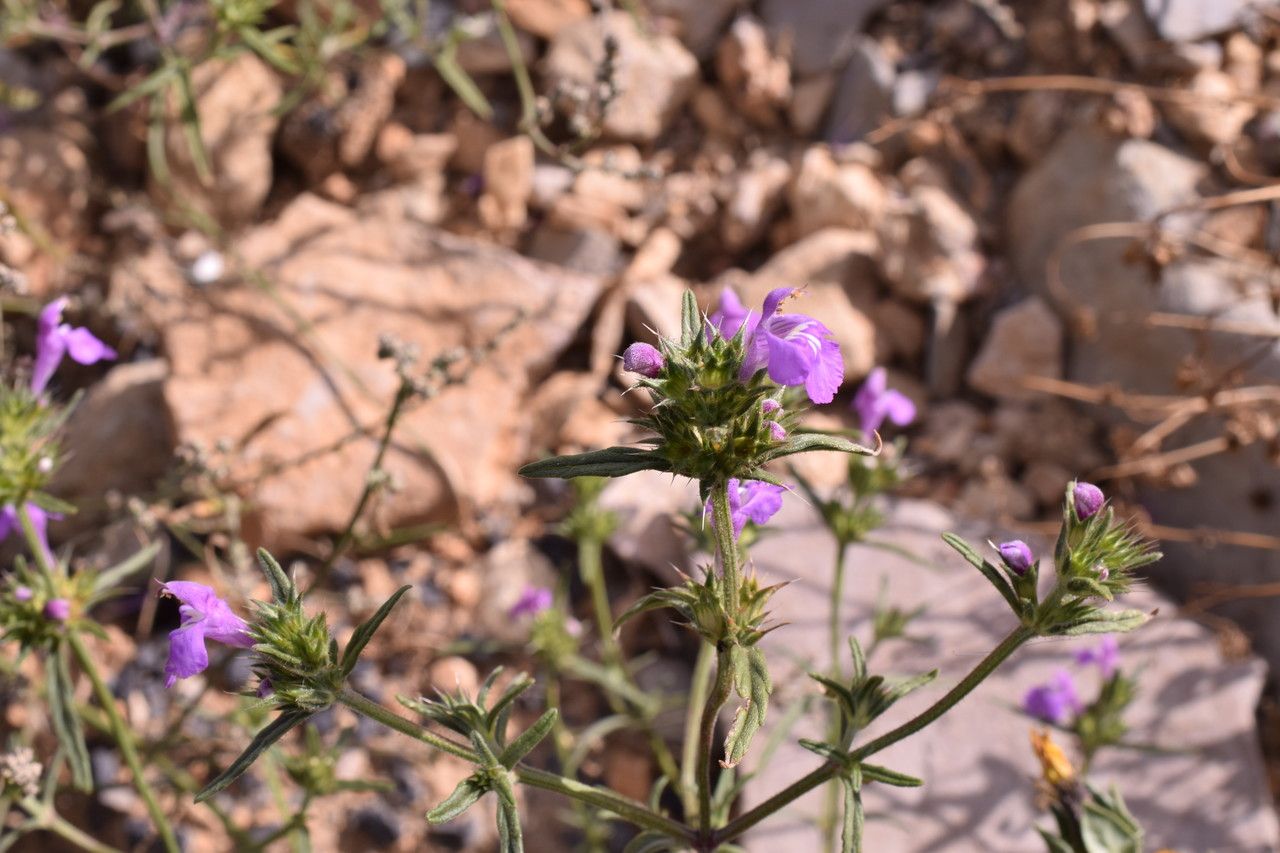 Galeopsis angustifolia — related species from the same genus