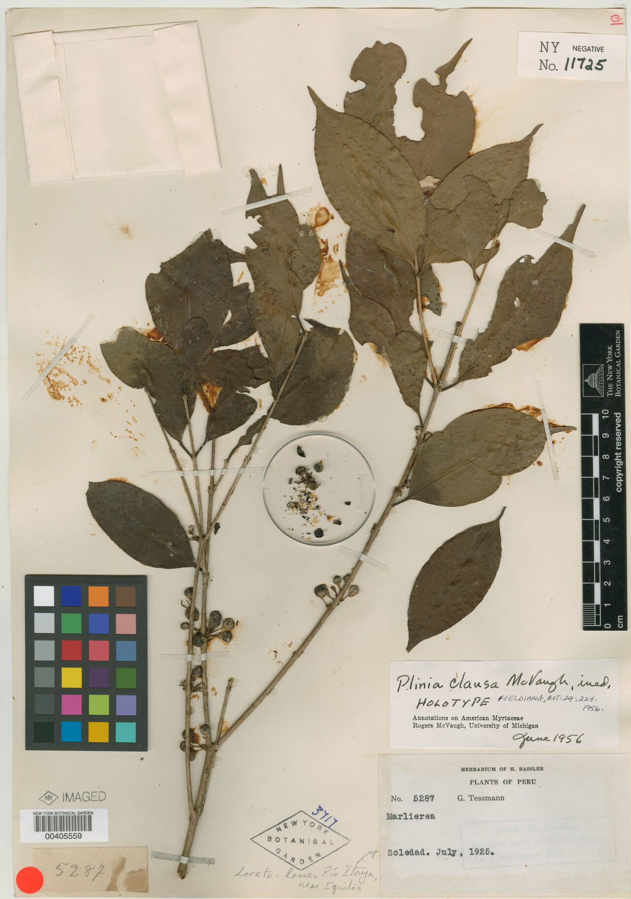 Plinia clausa — related species from the same genus