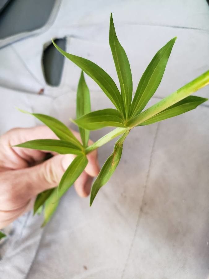 Lilium columbianum — search result for 'Lilium'