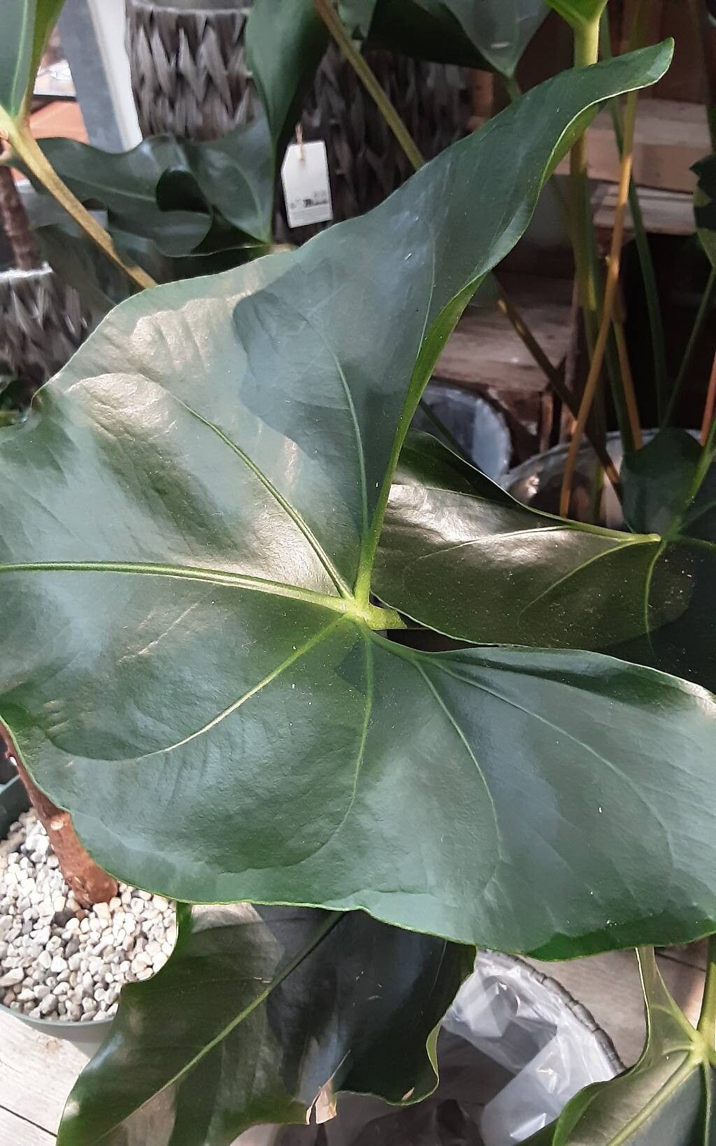 Anthurium buganum leaf