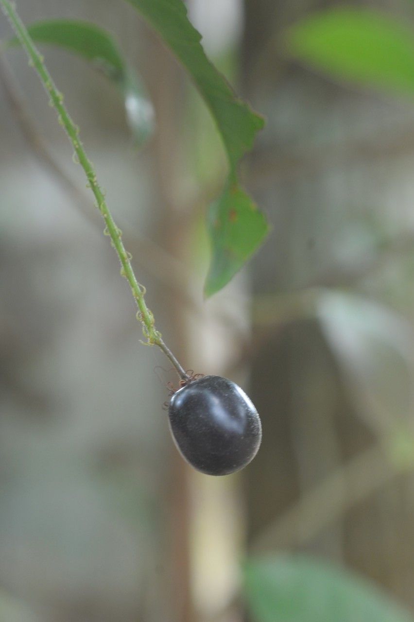 Hirtella racemosa fruit