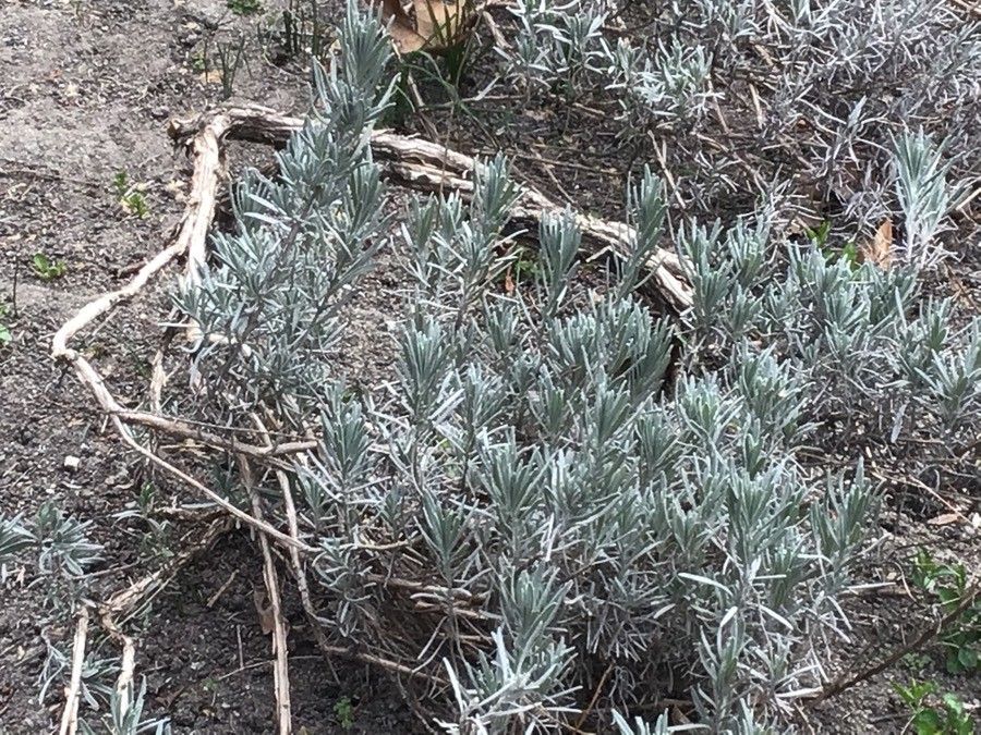 Lavandula × intermedia — search result for 'Lavandula'