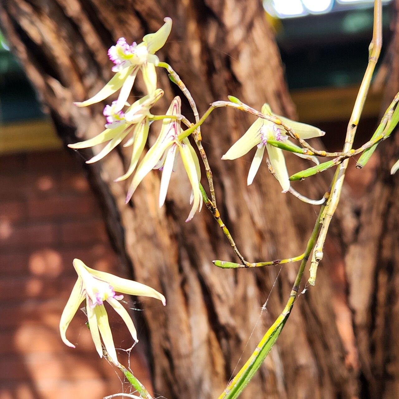 Dendrobium schoeninum flower