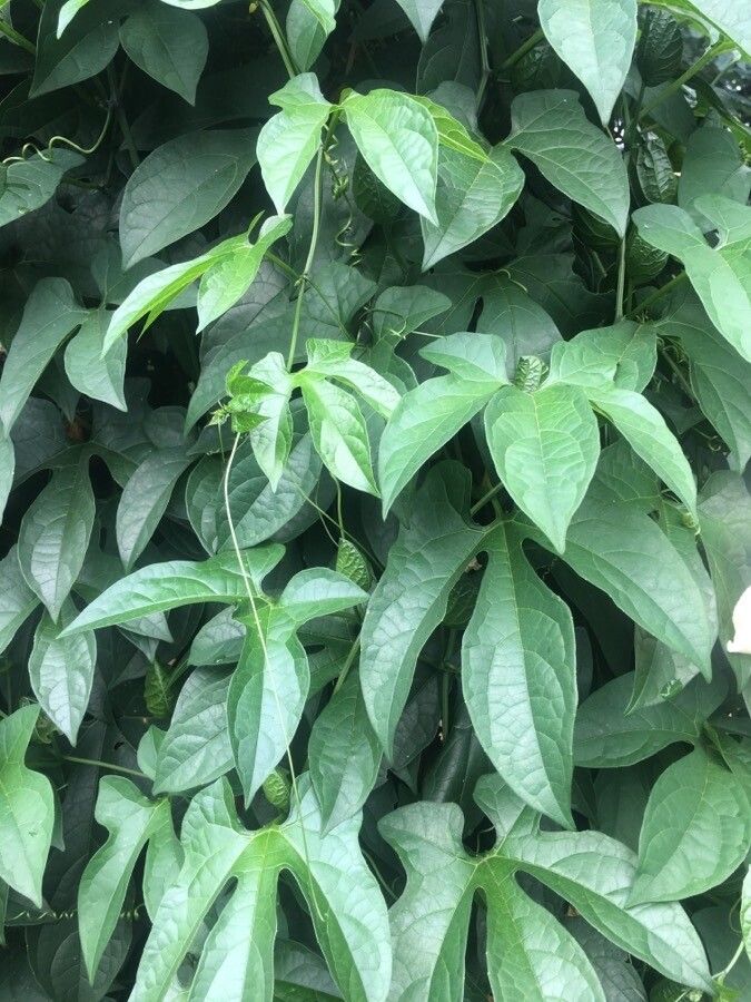 Momordica cochinchinensis leaf